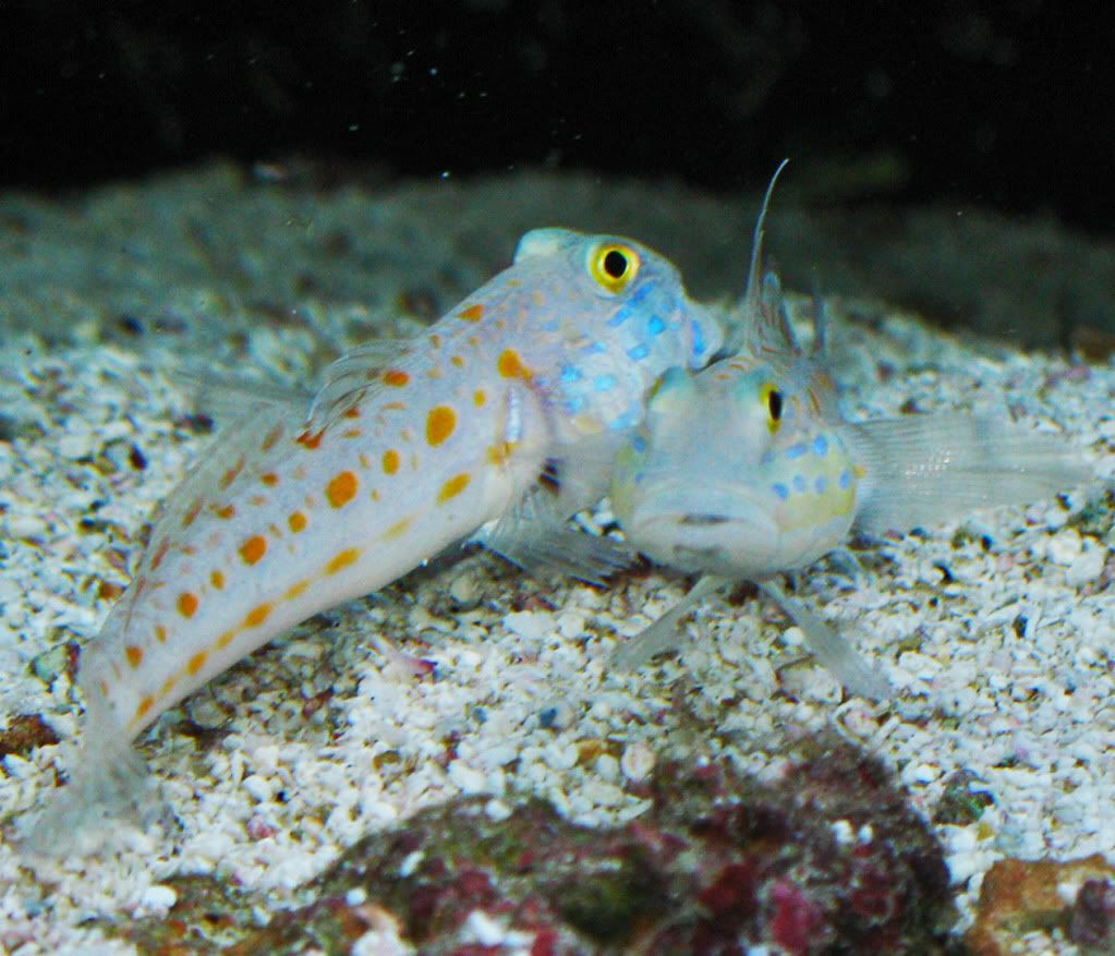 Diamond Goby Pair Photo by Digital_boi Photobucket